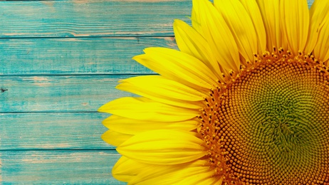 Sunflower on blue wood