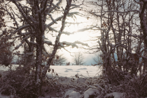 snowy trees